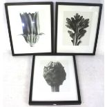 A set of three monochrome prints.