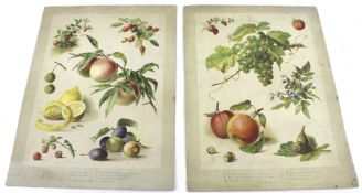A pair of lithographs. Depicting an inventory of fruit, 32.5cm x 23.