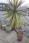 A yucca plant in a pot.