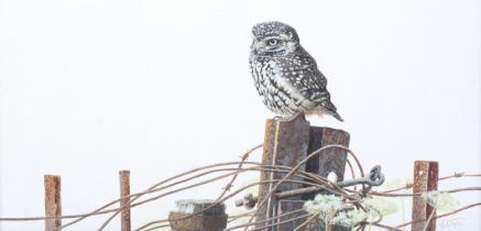 Karl Taylor, 20th century, oil on board, 'Little Owl'. Signed lower right. Titled verso.