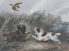 A pair of Georgian hand coloured steel engravings of George Armfield dogs and game birds.