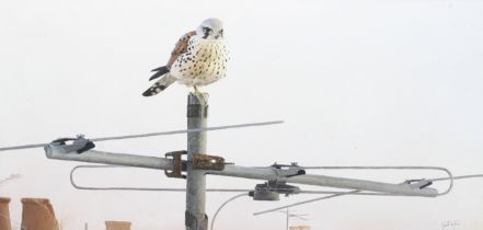 Karl Taylor, 20th century, oil on board, 'Urban Inhabitant Kestral'. Signed lower right, 37cm x 76.