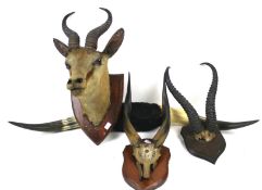 Four pieces of taxidermy.