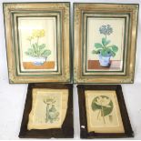 Two pairs of flower prints. Framed. Max.