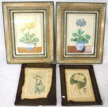 Two pairs of flower prints. Framed. Max.