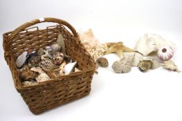 An assortment of shells and minerals. Including a conch shell, coral, etc.