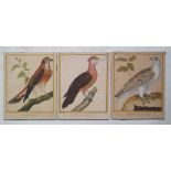 Three Martinet prints of birds, mounted on card by Legoupy, Paris, 10" x 7.75".