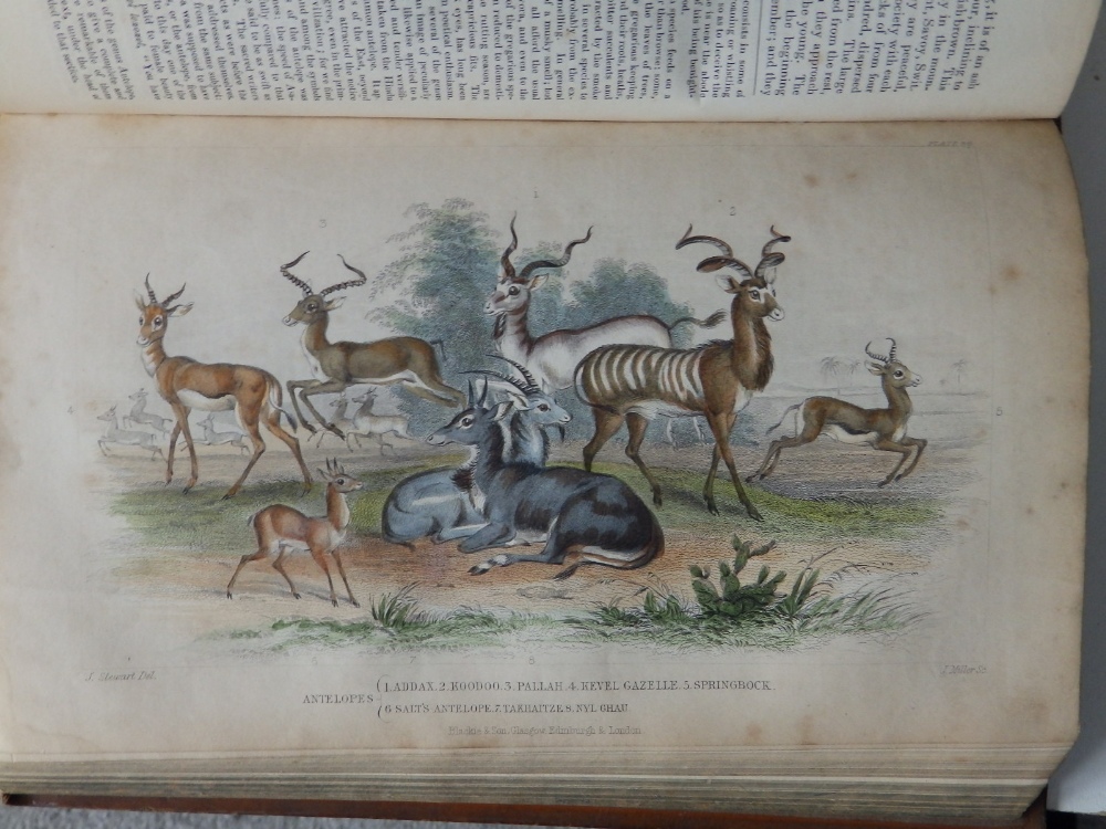 Oliver Goldsmith - 'A History of the Earth and Animated Nature', col. Illus., 2 vols - covers a/f. - Image 10 of 10