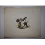 Reeve & Nichols - a set of 49 unframed coloured prints of fungi, plus plate 50 by Vincent Brooks,