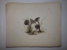 Reeve & Nichols - a set of 49 unframed coloured prints of fungi, plus plate 50 by Vincent Brooks,