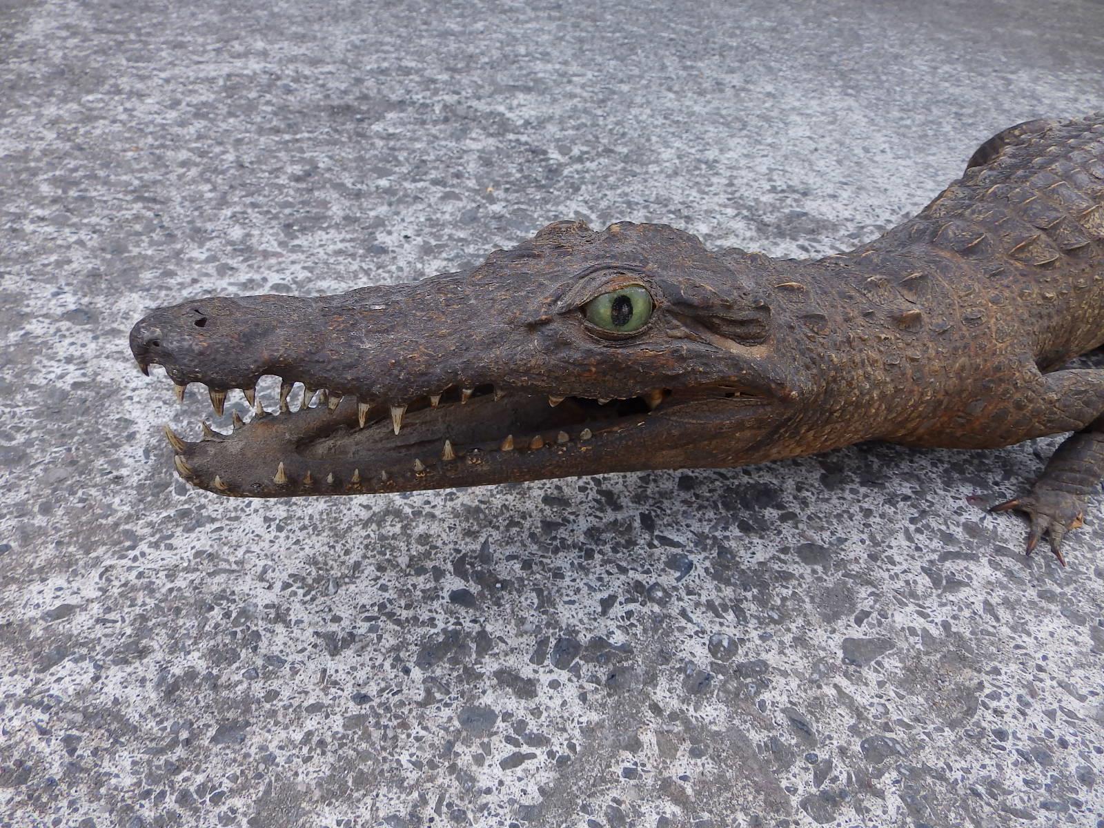 An incomplete taxidermy specimen of a small/young crocodile, 27" - tail incomplete. - Image 2 of 4