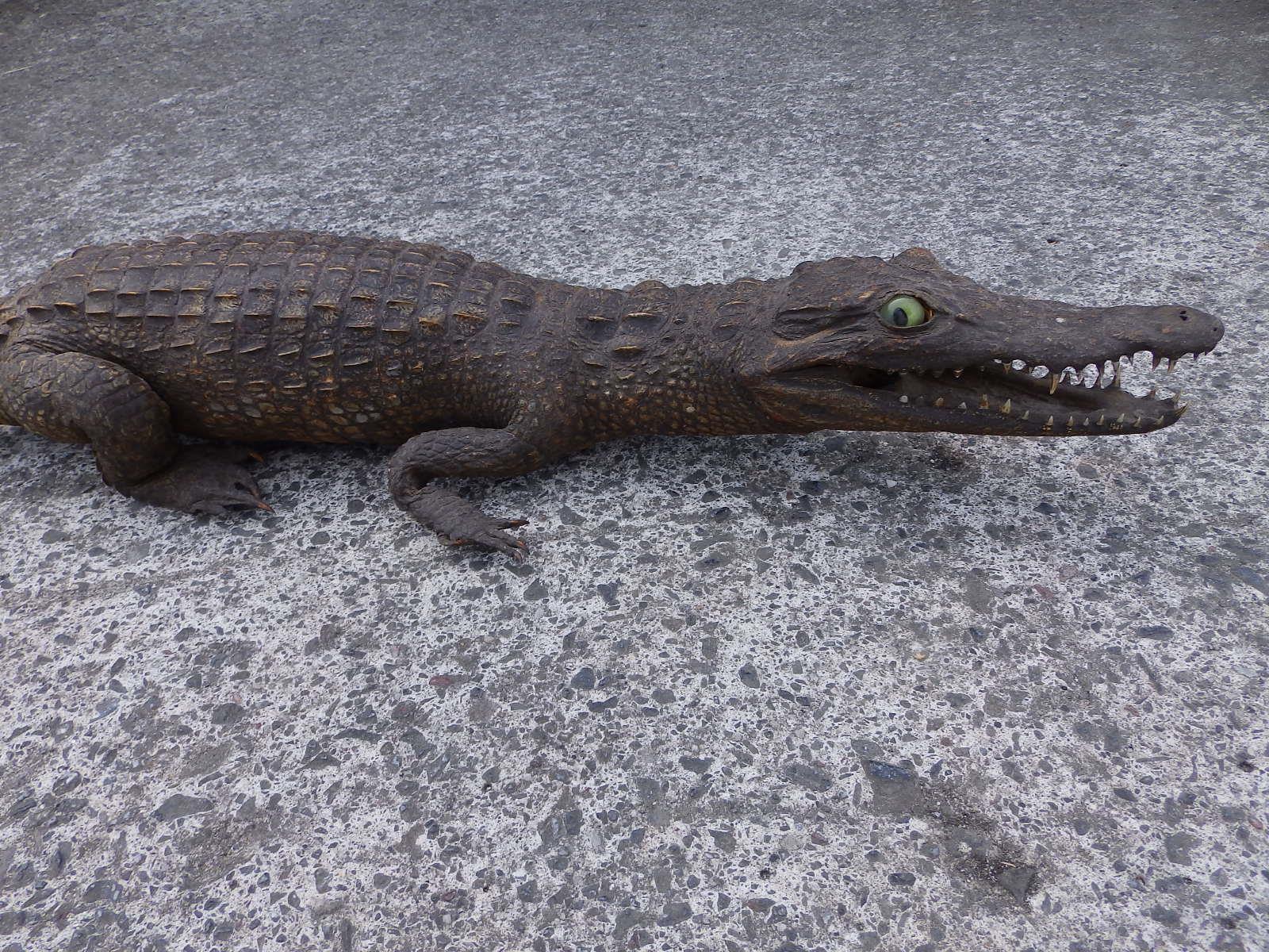 An incomplete taxidermy specimen of a small/young crocodile, 27" - tail incomplete. - Image 3 of 4