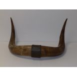 A pair of cow horns fixed to copper mount, 23" across overall.