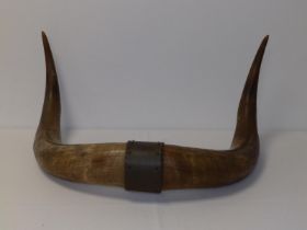 A pair of cow horns fixed to copper mount, 23" across overall.