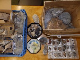 A collection of British rocks and fossils, including snails, blue john, shark & rays' teeth,