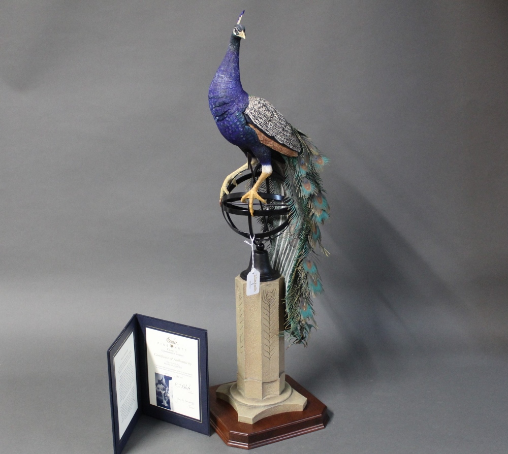 Border Fine Arts peacock "Regal Splendour" Millennium Special limited edition of 500 by Richard