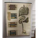 Medical wall hanging poster