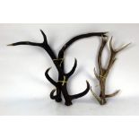Taxidermy - Two pairs of Red Stag antlers, 10 point and 8 point.