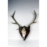 Taxidermy - A pair of 10 point of Red Stag antlers on skull mounted on a shield.