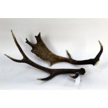 Taxidermy - A four point Red Stag antler, together with a fallow deer antler.