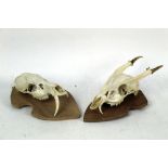 Taxidermy - A Chinese Water Deer skull and a Muntjac skull.