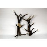 Taxidermy - Two pairs of Red Stag antlers,