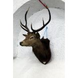 Taxidermy - A seven point Red Stag in the manner of Murray of Carnforth,