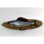 Taxidermy - Peter Scott Taxidermist, a fibreglass Grayling mounted on an ash board,