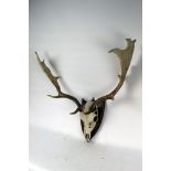 Taxidermy - A pair of Fallow Buck antlers, mounted on a wooden shield.