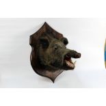 Taxidermy - A wild boar head with open mouth mounted on a wooden shield,