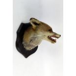 Taxidermy - In the manner of Murray of Carnforth a fox mask, with snarling pose,