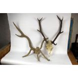 Taxidermy - A pair of malform Red Stag antlers, partially in velvet on quarter skull,