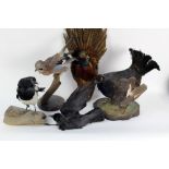 Taxidermy - Black Grouse, Pheasant, Jay, Magpie and Jackdaw.