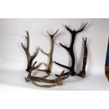 Taxidermy - Seven Red Stag antlers, suitable for stick making,