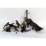 Taxidermy - A quantity of Victorian birds, to include Wryneck, Shrike, Hawfinch,
