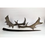 Taxidermy - Two Fallow deer antlers, together with a Gemsbok horn , 80 cm.
