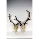 Taxidermy - Two pairs of Red Stag antlers, on skulls.