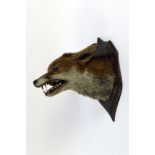 Taxidermy - Attributed to Murray & Son of Carnforth, a fox mask mounted on an oak shield.