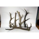 Taxidermy - Five Red Stag antlers, suitable for stick making.