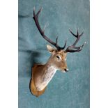 Taxidermy - A thirteen point Red Stag head, mounted on an oak shield.