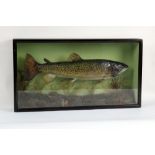 Taxidermy - J W McHardy Carlisle, an Edwardian brown trout in naturalistic setting,