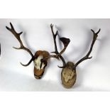 Taxidermy - Two sets of Fallow Deer antlers on quarter skulls, mounted on wooden plaques,