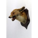 Taxidermy - Peter Spicer & Son Leamington, a Fox mask mounted on an oak shield,