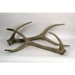 Taxidermy - A pair of six point Sambar Deer antlers, the largest from base to tip 75 cm.