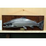 Taxidermy - A plaster cast Atlantic Salmon, labelled Salmon 54 lbs River Tay 1969,