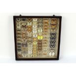 Taxidermy - A cased display of mounted butterflies with labels, Eronia Leda, Atella Columbina.