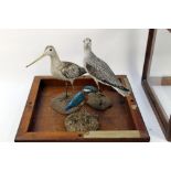 Taxidermy - A pair of Edwardian Greenshank and a Kingfisher mounted in a five sided pitch pine case.