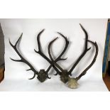 Taxidermy - Three pairs of Red Stag antlers on quarter skulls