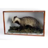 Taxidermy - An early 20th century Badger cub in a mossy setting, in a glazed fronted case,