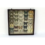 Taxidermy - A case of Edwardian mounted butterflies,